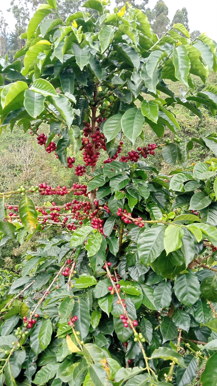 Cafetales en el Quindío